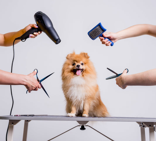 Îngrijirea Perfectă a Animalului Tău – Răsfăț și Spa Acasă